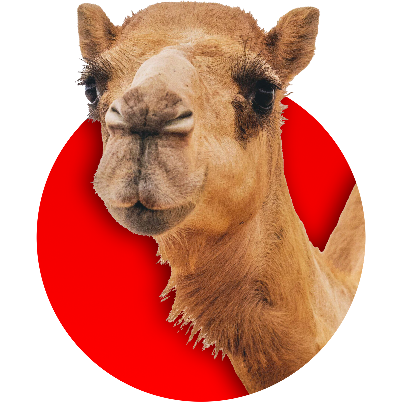 جمل